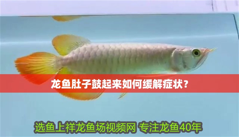 龍魚肚子鼓起來如何緩解癥狀？