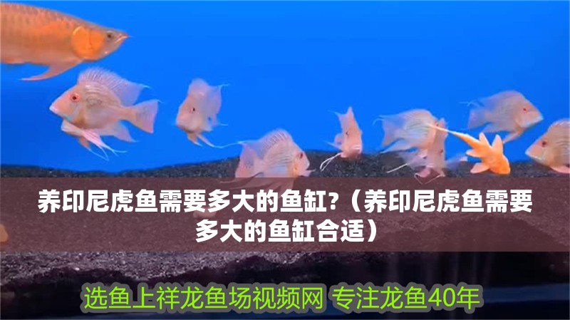 養印尼虎魚需要多大的魚缸?（養印尼虎魚需要多大的魚缸合適）