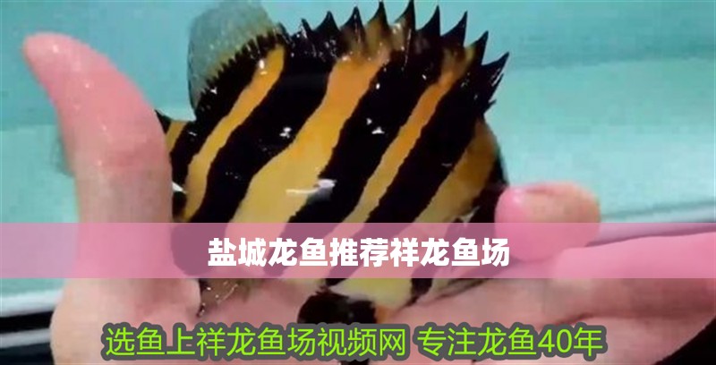 鹽城龍魚推薦祥龍魚場
