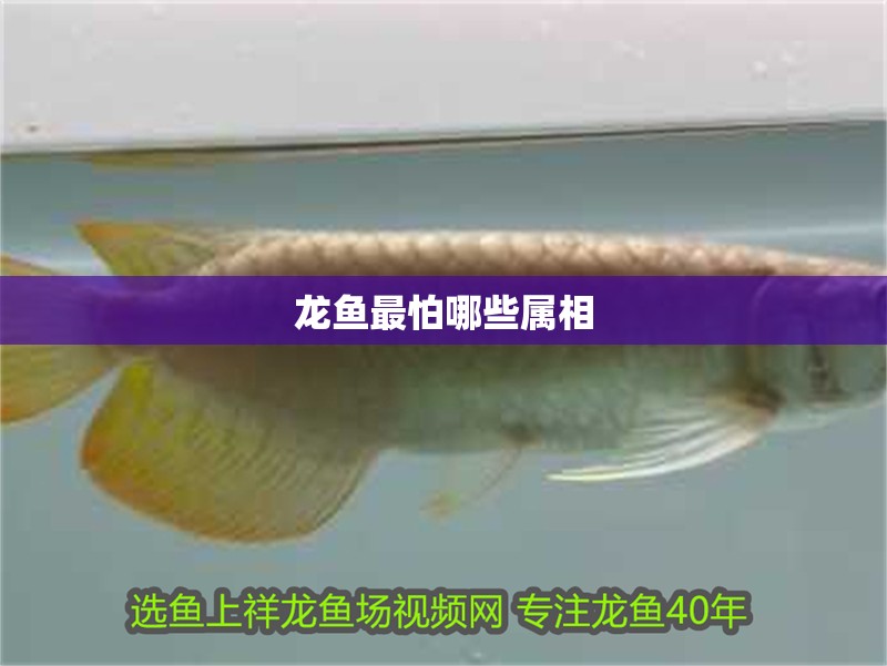 龍魚最怕哪些屬相 龍魚最怕哪些屬相 龍魚百科