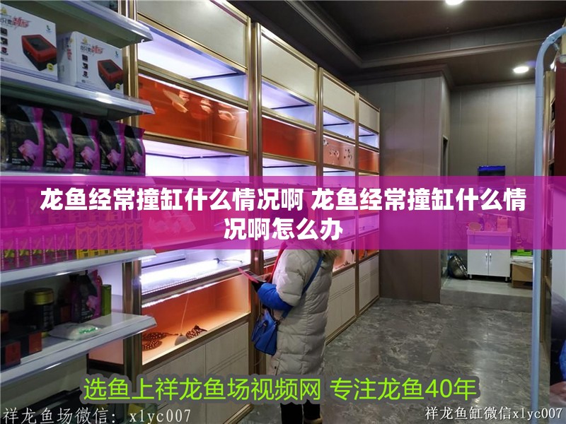 龍魚經(jīng)常撞缸什么情況啊 龍魚經(jīng)常撞缸什么情況啊怎么辦