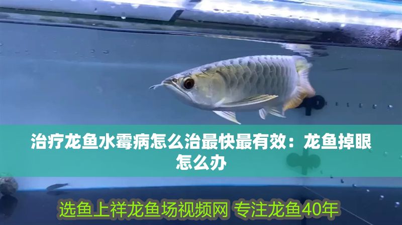 治療龍魚水霉病怎么治最快最有效：龍魚掉眼怎么辦
