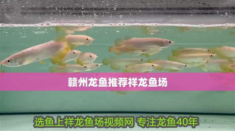 贛州龍魚推薦祥龍魚場