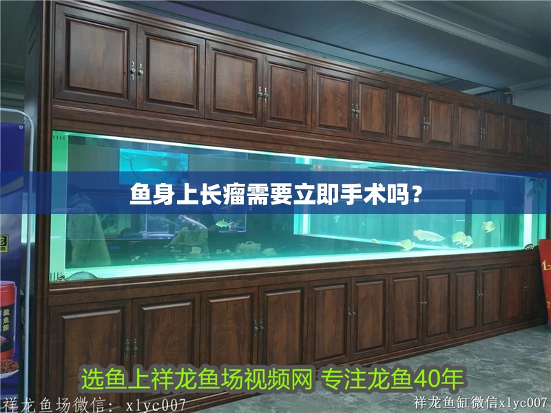 魚身上長瘤需要立即手術嗎？