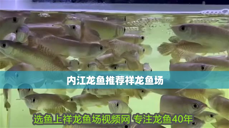 內江龍魚推薦祥龍魚場