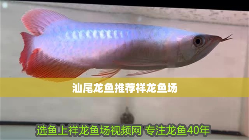 汕尾龍魚推薦祥龍魚場
