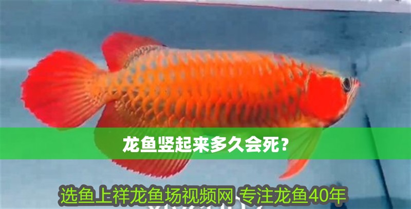 龍魚豎起來多久會死？