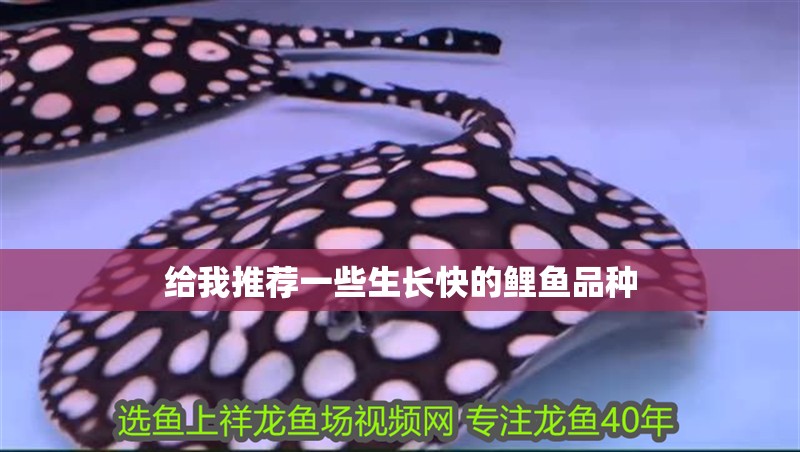 給我推薦一些生長快的鯉魚品種
