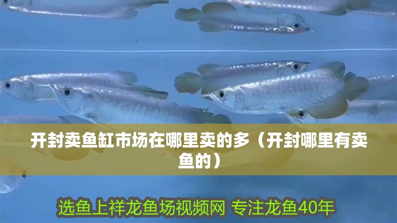開封賣魚缸市場在哪里賣的多（開封哪里有賣魚的）