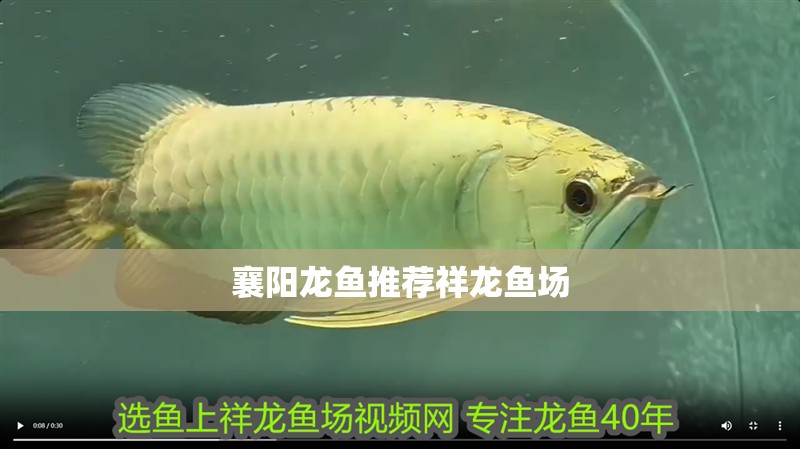 襄陽龍魚推薦祥龍魚場