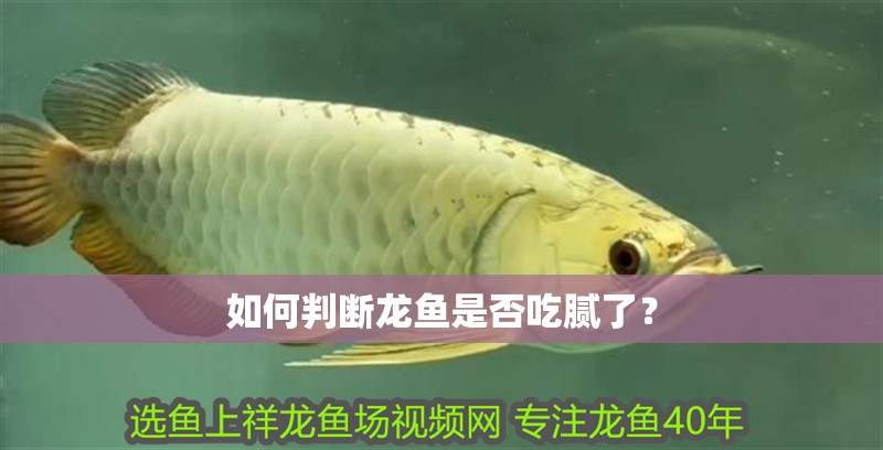 如何判斷龍魚是否吃膩了？