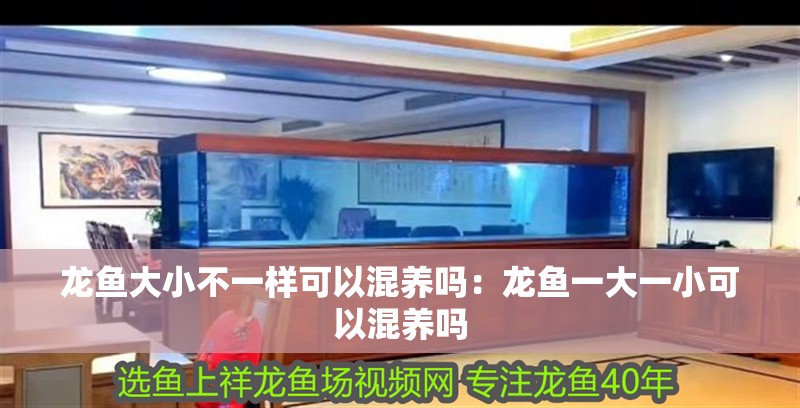 龍魚大小不一樣可以混養嗎：龍魚一大一小可以混養嗎