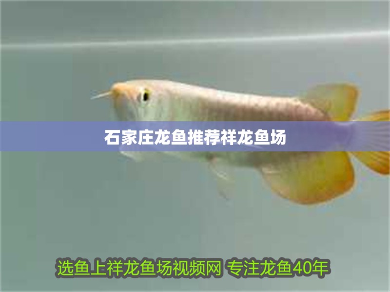 石家莊龍魚推薦祥龍魚場