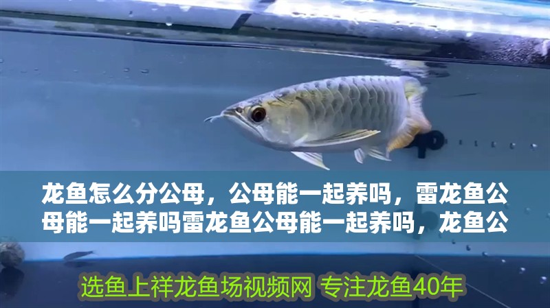 龍魚怎么分公母，公母能一起養嗎，雷龍魚公母能一起養嗎雷龍魚公母能一起養嗎，龍魚公母能一起養嗎