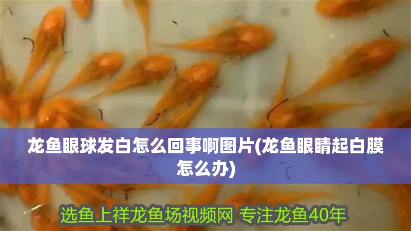 龍魚(yú)眼球發(fā)白怎么回事啊圖片(龍魚(yú)眼睛起白膜怎么辦)