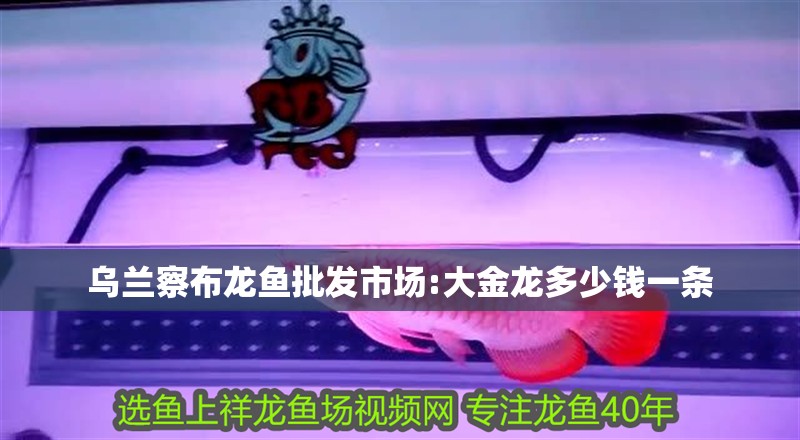 烏蘭察布龍魚批發(fā)市場:大金龍多少錢一條