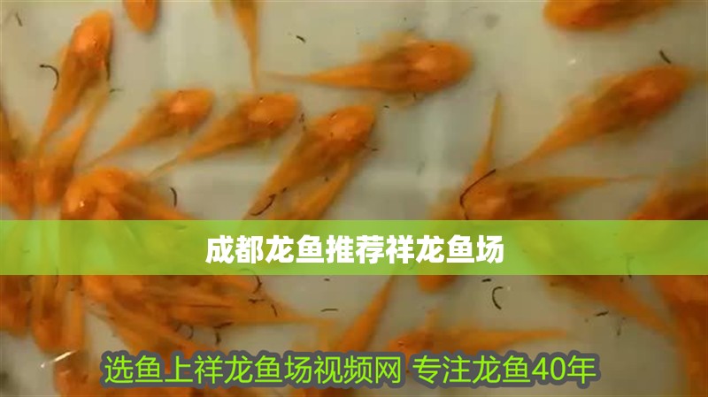 成都龍魚推薦祥龍魚場