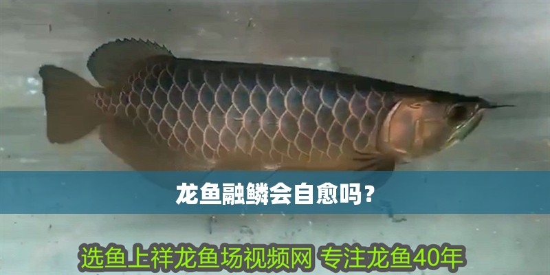 龍魚融鱗會自愈嗎？