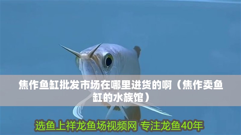 焦作魚缸批發市場在哪里進貨的?。ń棺髻u魚缸的水族館）