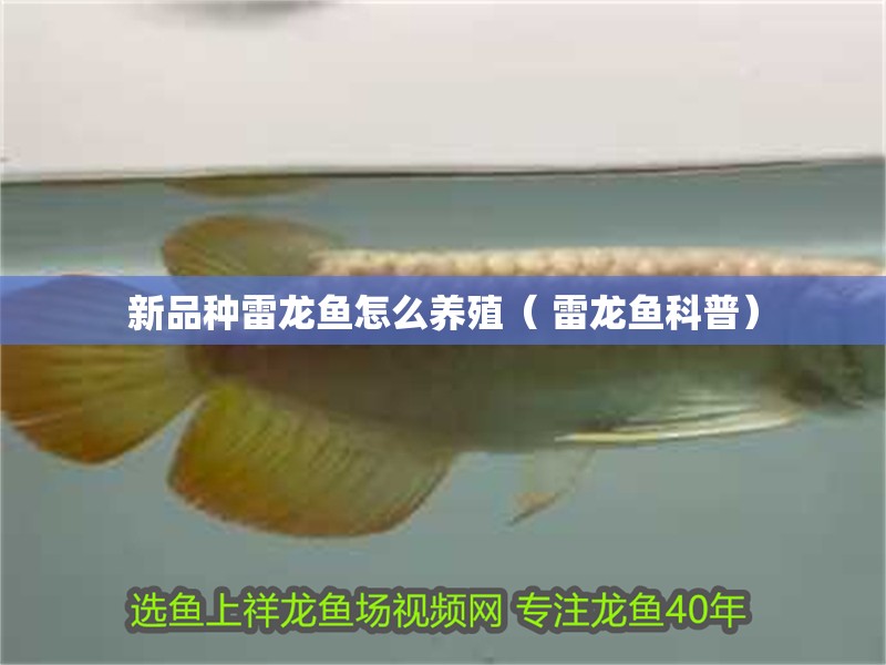 新品種雷龍魚怎么養殖（ 雷龍魚科普）