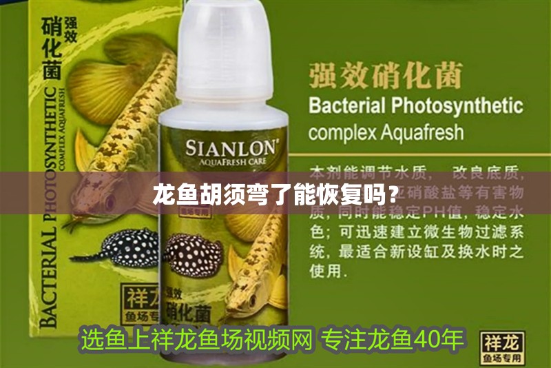 龍魚胡須彎了能恢復嗎？