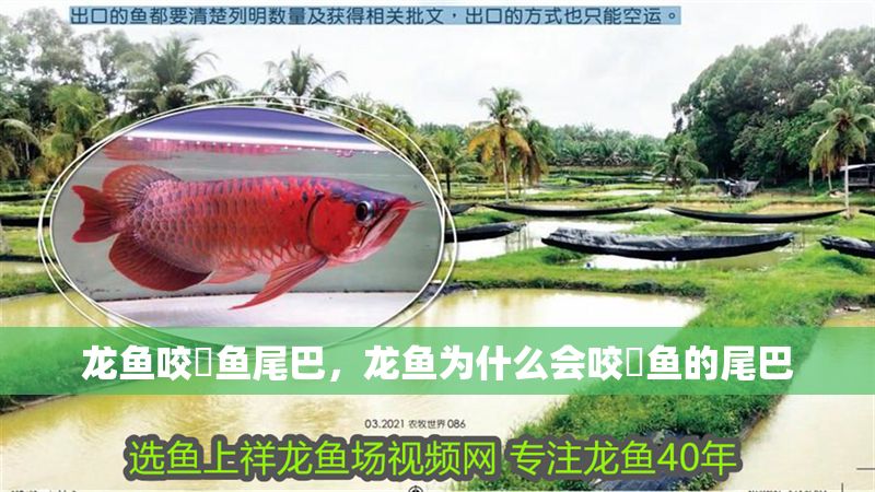 龍魚咬魟魚尾巴，龍魚為什么會咬魟魚的尾巴