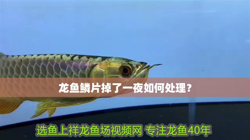 龍魚鱗片掉了一夜如何處理？