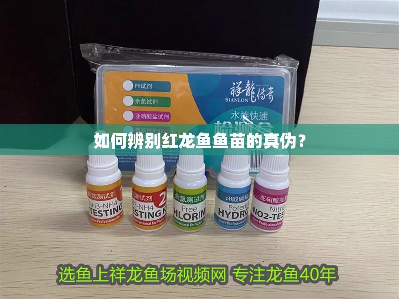 如何辨別紅龍魚魚苗的真偽？