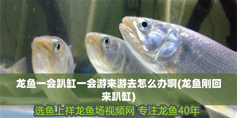 龍魚一會趴缸一會游來游去怎么辦啊(龍魚剛回來趴缸)