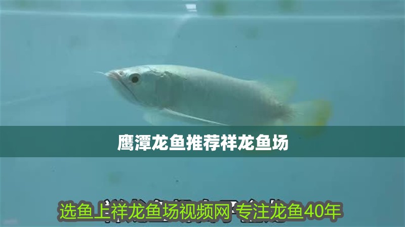 鷹潭龍魚(yú)推薦祥龍魚(yú)場(chǎng)
