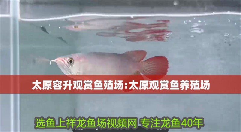 太原容升觀賞魚殖場:太原觀賞魚養(yǎng)殖場