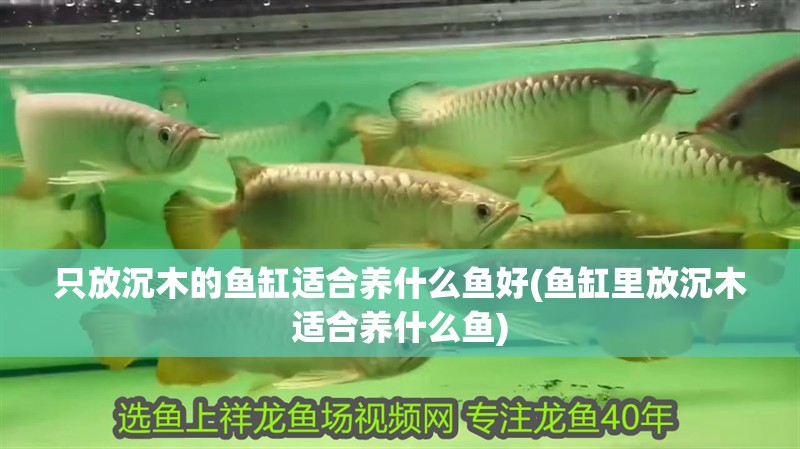 只放沉木的魚缸適合養什么魚好(魚缸里放沉木適合養什么魚)