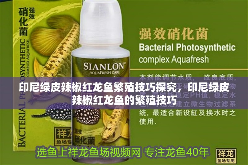 印尼綠皮辣椒紅龍魚繁殖技巧探究，印尼綠皮辣椒紅龍魚的繁殖技巧