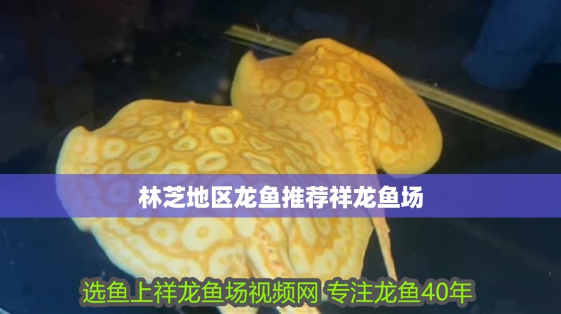 林芝地區龍魚推薦祥龍魚場