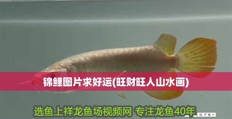 錦鯉圖片求好運(旺財旺人山水畫)