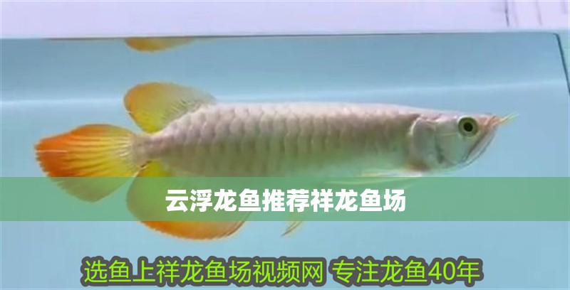 云浮龍魚推薦祥龍魚場