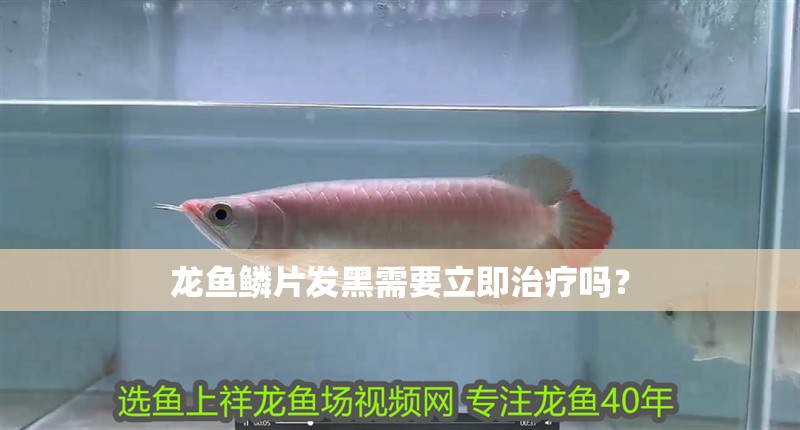 龍魚鱗片發黑需要立即治療嗎？