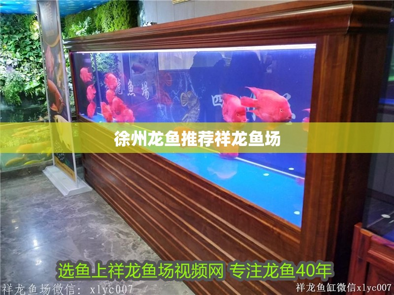徐州龍魚推薦祥龍魚場