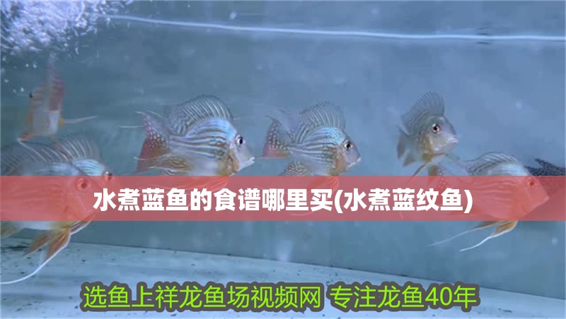 水煮藍魚的食譜哪里買(水煮藍紋魚)