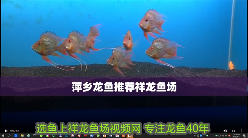 萍鄉(xiāng)龍魚推薦祥龍魚場