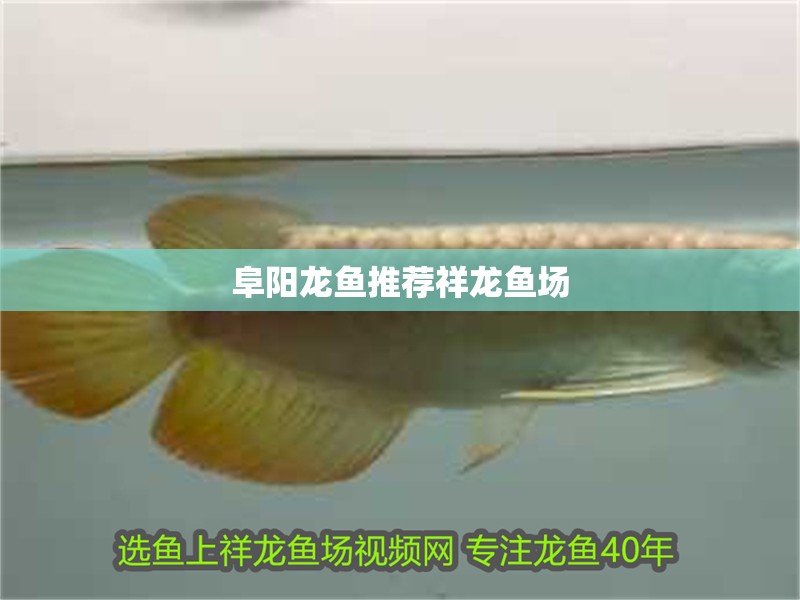 阜陽龍魚推薦祥龍魚場