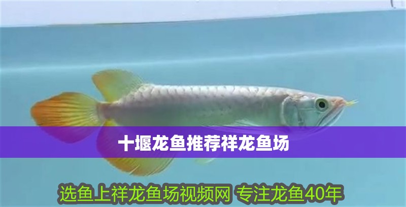 十堰龍魚推薦祥龍魚場