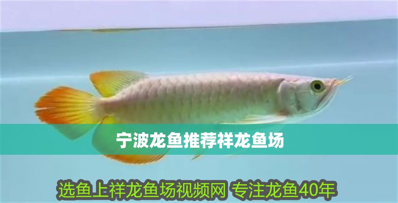 寧波龍魚推薦祥龍魚場
