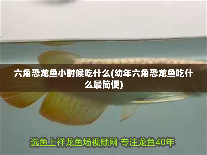 六角恐龍魚小時候吃什么(幼年六角恐龍魚吃什么最簡便)