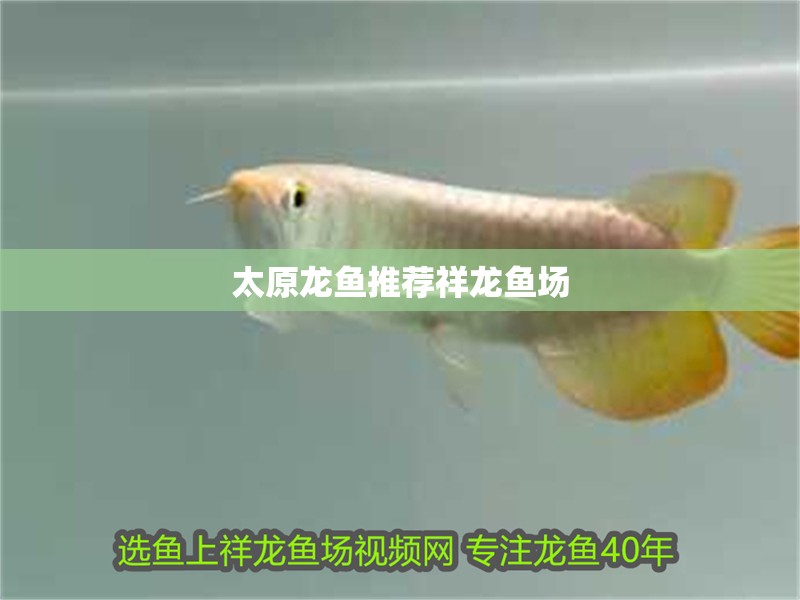 太原龍魚(yú)推薦祥龍魚(yú)場(chǎng)