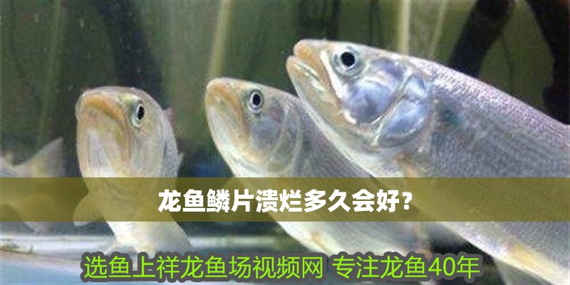 龍魚鱗片潰爛多久會(huì)好？