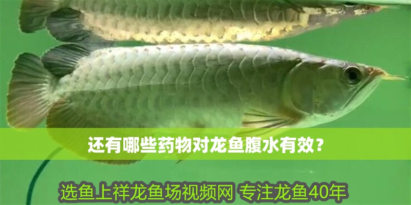 還有哪些藥物對龍魚腹水有效？