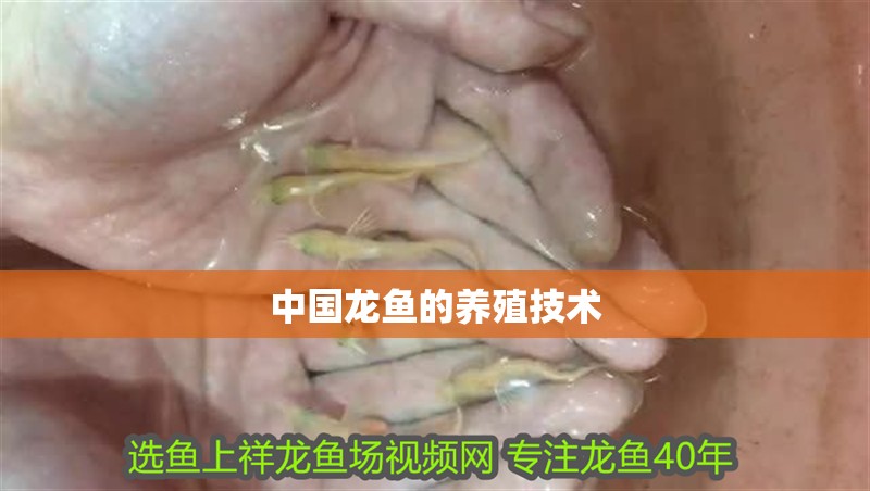 中國龍魚的養殖技術