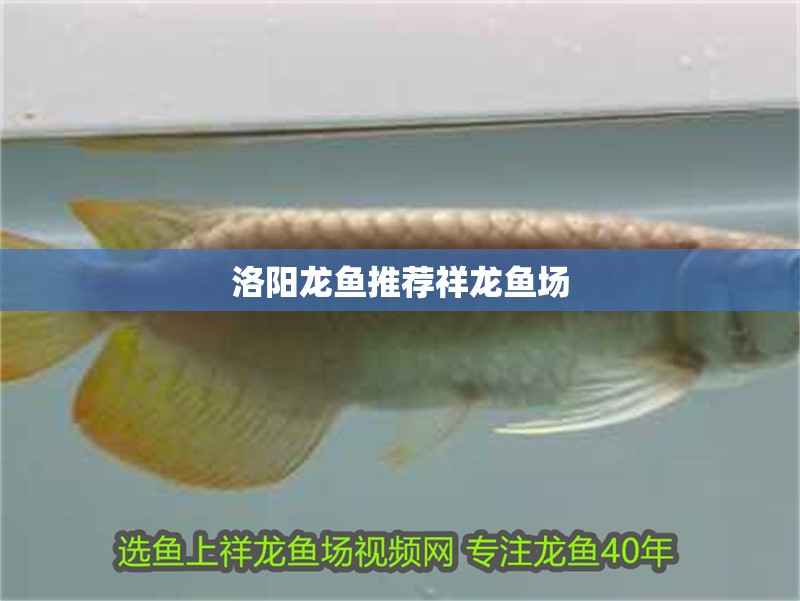 洛陽龍魚推薦祥龍魚場