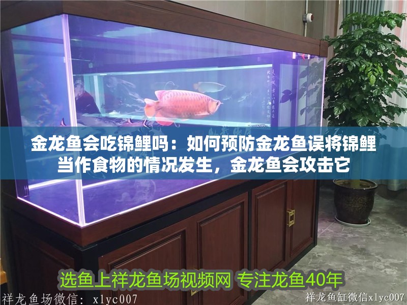 金龍魚會吃錦鯉嗎：如何預防金龍魚誤將錦鯉當作食物的情況發生，金龍魚會攻擊它